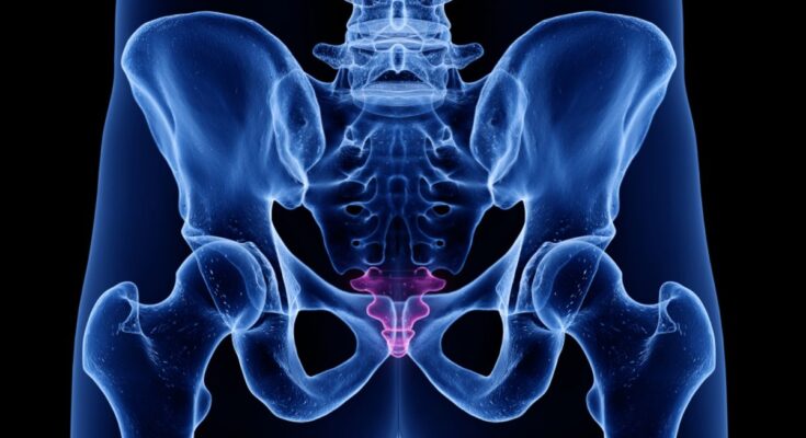 3d illustration of the coccyx, or tailbone, in a human pelvis