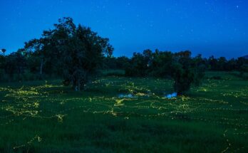 Los insectos están obsesionados con la luz por una razón muy extraña