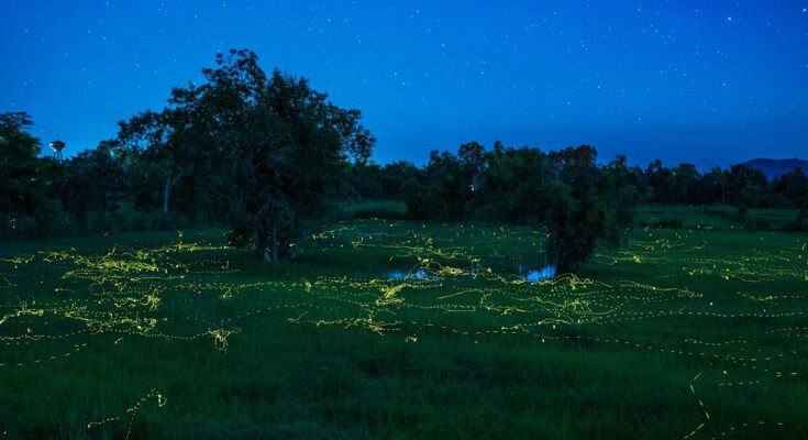 Los insectos están obsesionados con la luz por una razón muy extraña