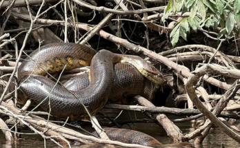 Una anaconda verde del norte en la orilla de un río.