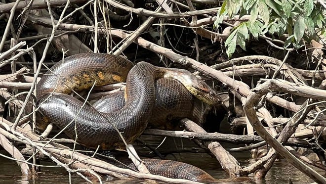Una anaconda verde del norte en la orilla de un río.