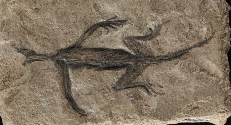 Un antiguo fósil de reptil fue falsificado con pintura, según un nuevo estudio