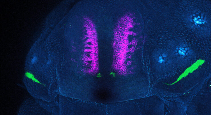 Las especies vivas de papá patas largas tienen dos pares adicionales de ojos no desarrollados como embriones