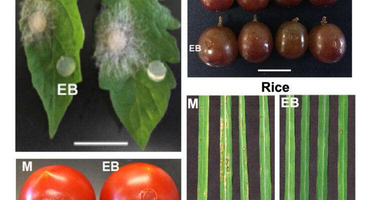 Los biólogos vegetales identifican nuevos fungicidas prometedores