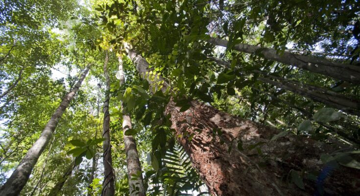 Origen de las variantes genéticas en los árboles.