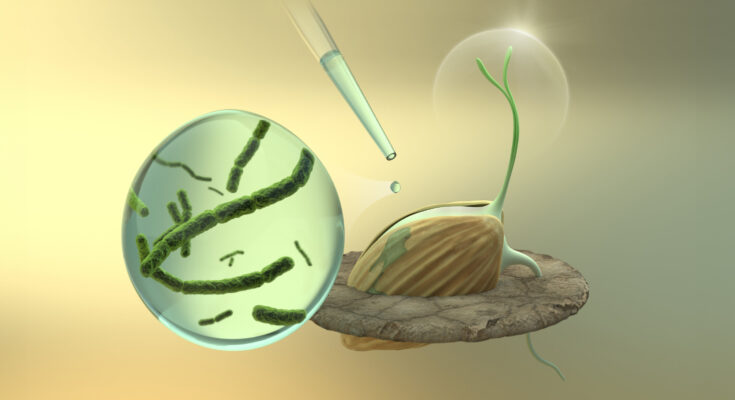 Dirigirse a los microbios de las semillas para mejorar su resiliencia