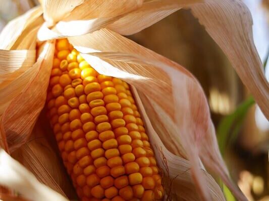 Los habitantes de Iowa están siendo sorprendidos por los costos asociados con el cambio climático