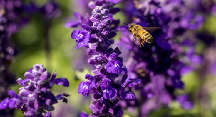 El cambio climático es duro para las abejas, las mariposas y otros polinizadores;  Ahora el Estado puede intentar protegerlos.