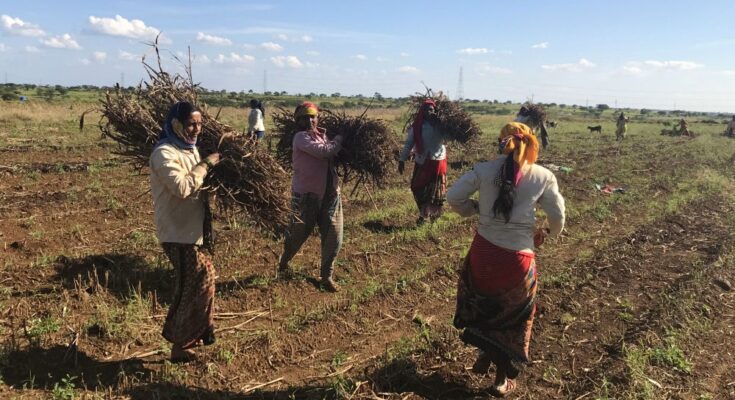 Las mujeres inmigrantes en Maharashtra pagan el impuesto climático extirpándose el útero