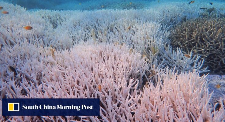 La Gran Barrera de Coral de Australia sufre un blanqueamiento generalizado de los corales a medida que el cambio climático genera un "tremendo estrés" en el sitio marino