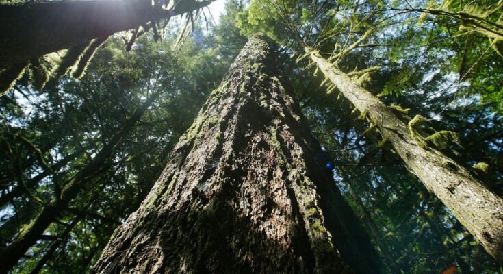 El Grupo Asesor del Proyecto Climático del Condado de Clark ha planeado una reunión