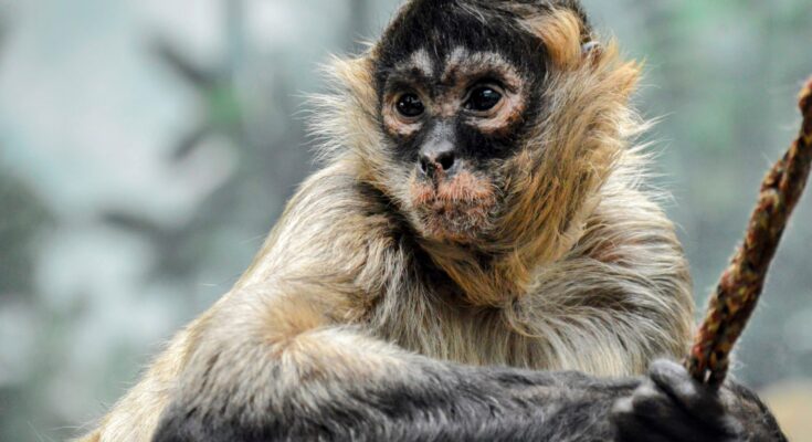 El riesgo de extinción animal está fuertemente influenciado por el cambio climático • Earth.com