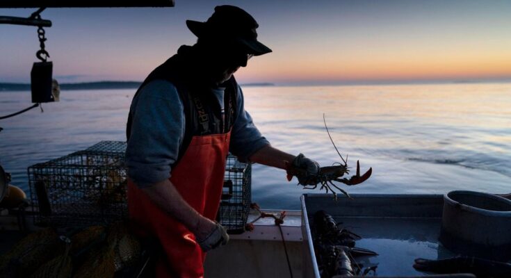 La captura de langosta cae al nivel más bajo desde 2009 mientras los pescadores luchan contra el cambio climático y las normas sobre la caza de ballenas