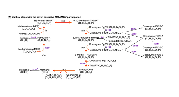 Microbial Viruses Act As Secret Drivers Of Planetary Climate Change