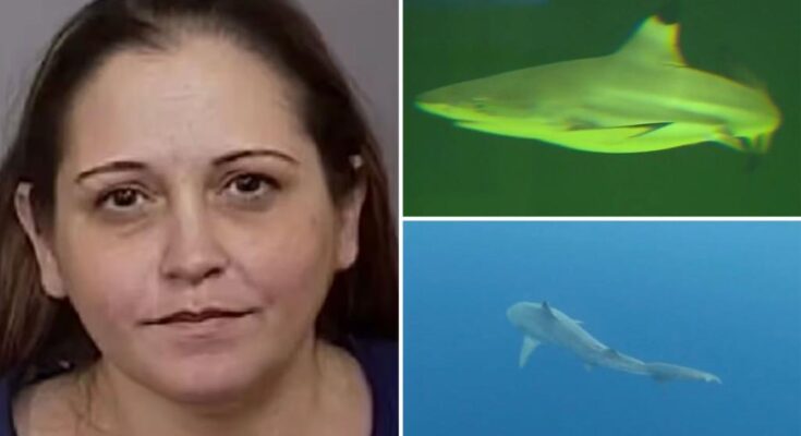 Profesor de biología acusado de robar 300.000 dólares destinados a la investigación de tiburones