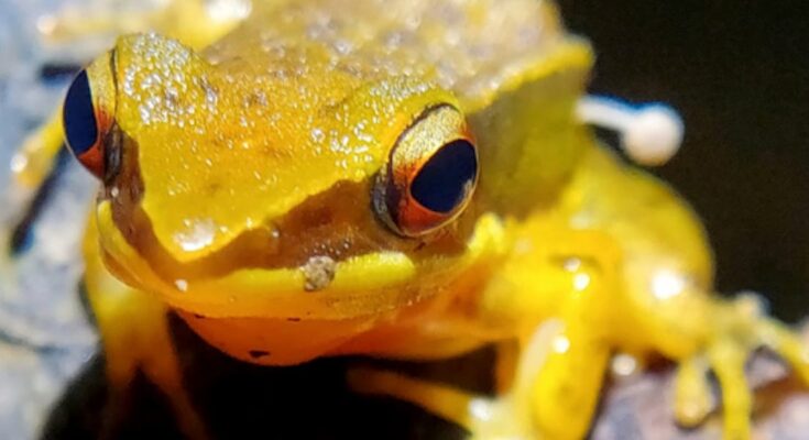 Un hongo que brota del costado de una rana ha desconcertado a los científicos
