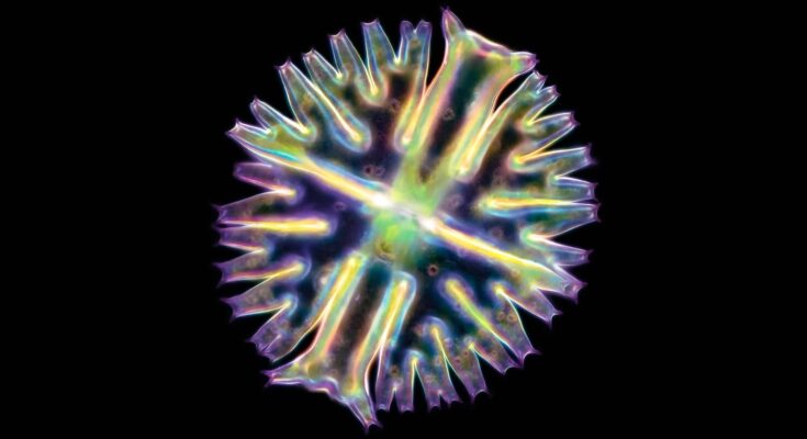¿Cómo empezó la vida en la Tierra?  El enigma químico ahora estaba claro