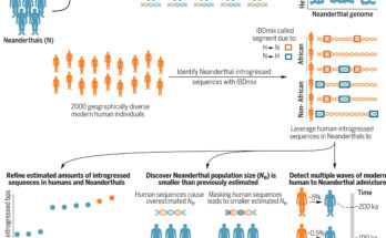 Los genetistas están reescribiendo la narrativa de los neandertales y otros humanos antiguos