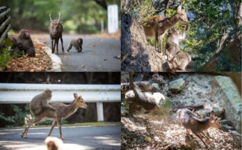 Las especies animales comparten cultura cuando coexisten