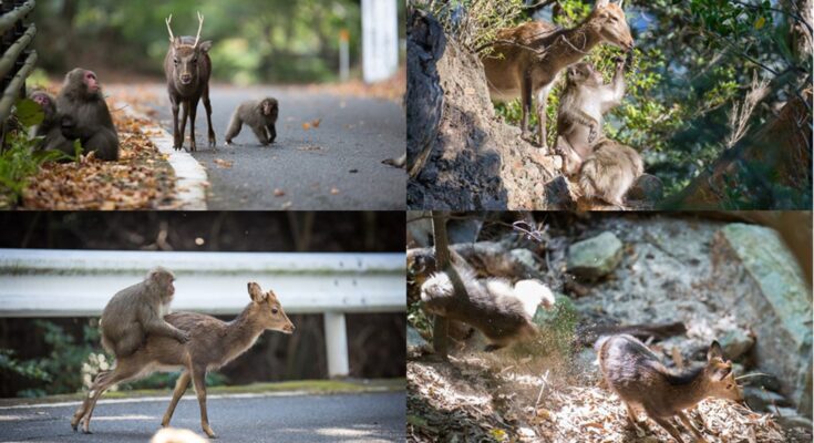 Las especies animales comparten cultura cuando coexisten
