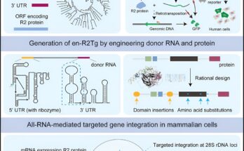 La nueva tecnología de escritura de genes permite la integración de genes específicos mediada por ARN en células humanas