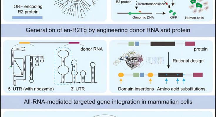 La nueva tecnología de escritura de genes permite la integración de genes específicos mediada por ARN en células humanas