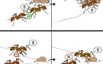 La investigación de epidemiología social explora cómo las colonias de hormigas regulan los comportamientos grupales