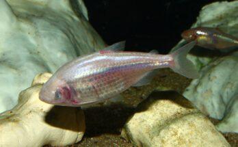 El pez ciego de las cavernas: ¿un icono evolutivo?  |  Noticias de evolución