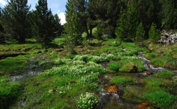 Los biólogos evolutivos investigan cómo los especialistas en frío de las plantas se adaptan al medio ambiente