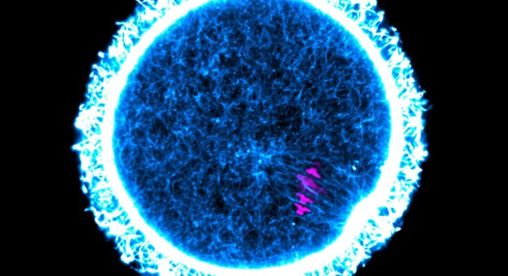SciTechDaily