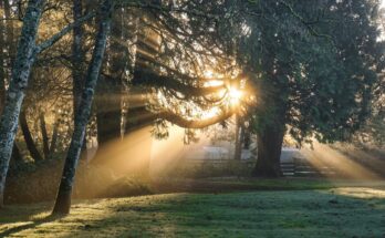 La maravilla de la luz del sol  Noticias de evolución