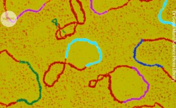Graves errores plagan el aparato de ADN que es el taller de la biología