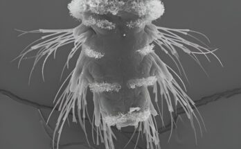 Los científicos crean un mapa completo de los circuitos neuronales de los gusanos marinos