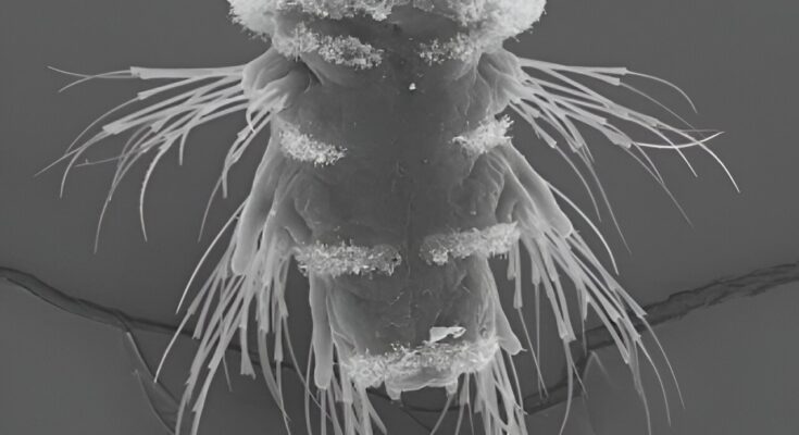 Los científicos crean un mapa completo de los circuitos neuronales de los gusanos marinos