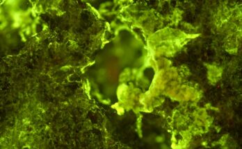 Los físicos determinan qué controla el crecimiento de biopelículas