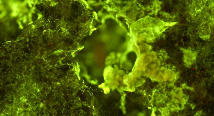Los físicos determinan qué controla el crecimiento de biopelículas