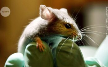 Los científicos editan los genes de las bacterias intestinales en ratones vivos