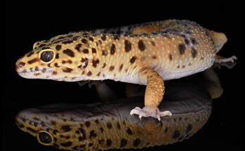 De las bandas a las manchas, los secretos de la piel del gecko leopardo