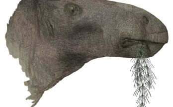 Una investigación revela el descubrimiento completo de dinosaurios en el Reino Unido en más de un siglo
