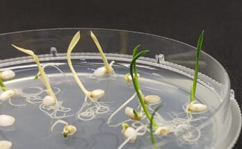 Se presenta una herramienta de edición del genoma de plantas de próxima generación
