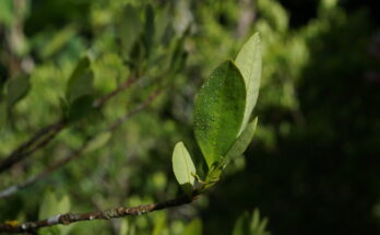 El estudio muestra que la forma y el tamaño de las hojas no se pueden distinguir de manera confiable de las plantas de coca silvestres cultivadas para producir cocaína.