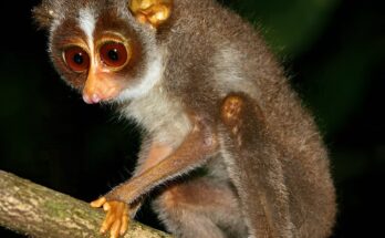 Una base de datos global revela enormes lagunas en nuestro conocimiento sobre los animales de cuatro patas