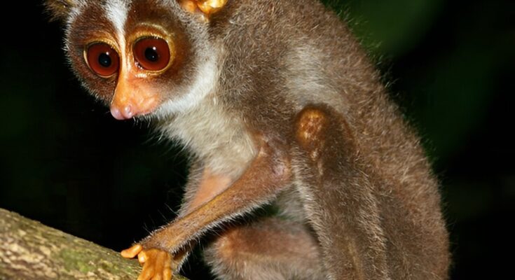 Una base de datos global revela enormes lagunas en nuestro conocimiento sobre los animales de cuatro patas