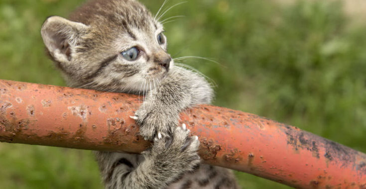 ¿Los animales usan la física?  Vamos a contar las maneras