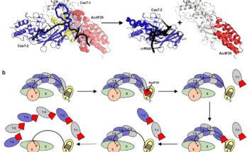 Se descubrió que una nueva proteína inhibe la actividad del sistema CRISPR-Cas