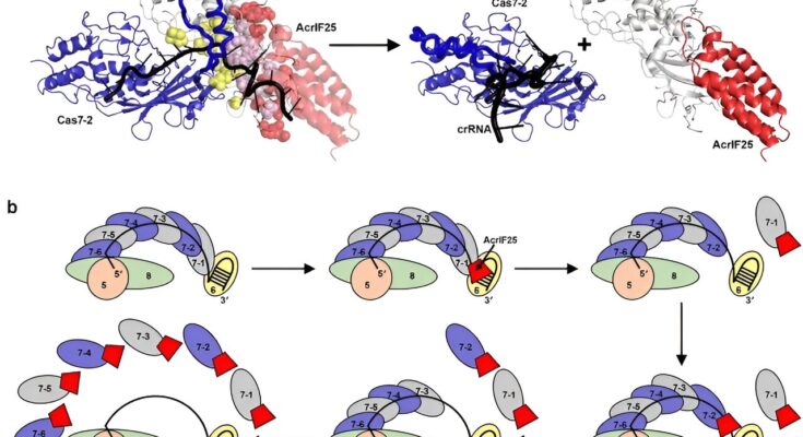 Se descubrió que una nueva proteína inhibe la actividad del sistema CRISPR-Cas