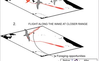 Un nuevo estudio revela que las aves marinas oceánicas persiguen ciclones tropicales