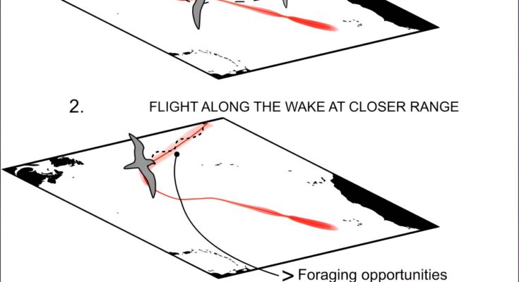 Un nuevo estudio revela que las aves marinas oceánicas persiguen ciclones tropicales