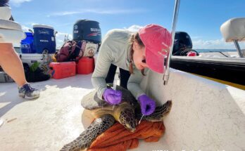 Julianna Martin, a UCF Ph.D. student working with biologist Bob Fitak, carefully collects a turtles tear sample for testing for magnetic bacteria while on a boat.