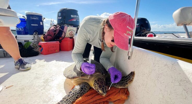 Julianna Martin, a UCF Ph.D. student working with biologist Bob Fitak, carefully collects a turtles tear sample for testing for magnetic bacteria while on a boat.